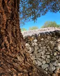 White Trullo Ceglie Messapica