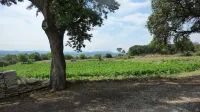 Independent MAS in the middle of vineyards in St Pons de Mauchiens, 10 km from Pézenas