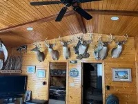 Country cabin life