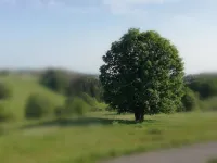 Schnetter Hummel, Apartment 1