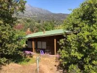 Connect with the Chilean native forest