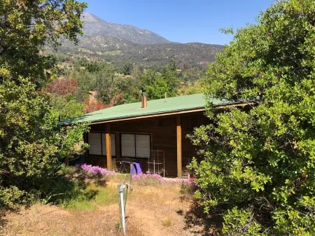 Connect with the Chilean native forest