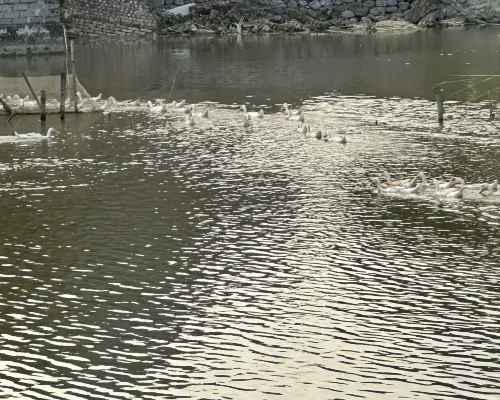 LumiGarden Tam Coc Resort بالقرب من الفندق Photos