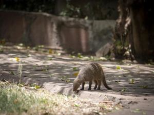 Siana Springs Tented Camp