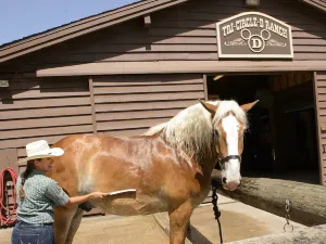 The Cabins at Disney's Fort Wilderness Resort
