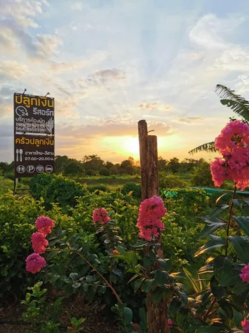 รูปภาพของปลูกเงินรีสอร์ท