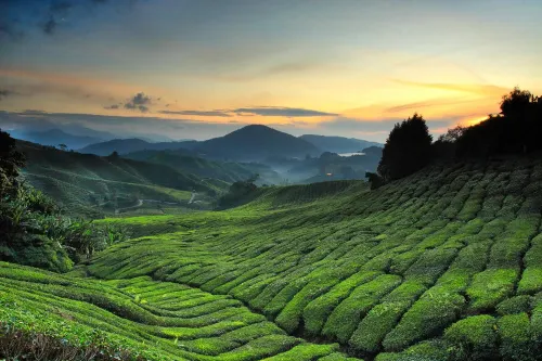 Cameron Farm House Hotels in Ulu Telom