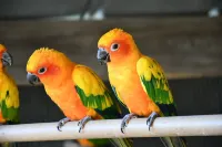 Duck Haven - Wildlife Sanctuary - 5 miles to I75