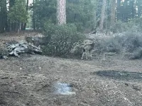 Red Fox Property Graeagle/Blairsden