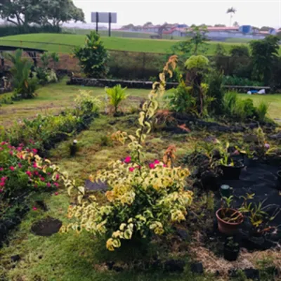 Puakenikeni Hilo Hale