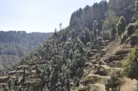 Hotel Garden Cottage & Resort Dhanaulti