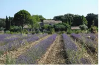 Magnifique Mas Provencal en Drôme Provencale