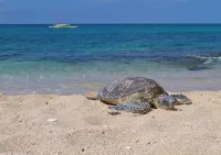 Direct Oceanfront Modern LUXURY Top Floor “Sea La Vie”