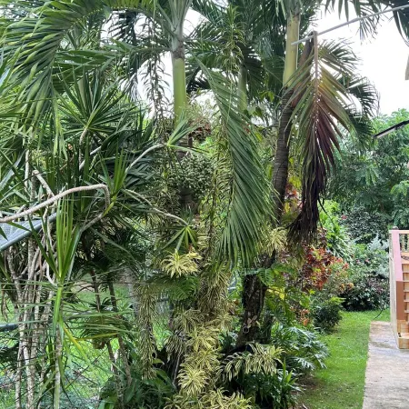 Coqui Town, A Tropical Oasis. 2BR, Solar panels & Pool in Arecibo