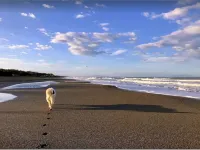 Tuscan countryhouse apartment, 10 min by the sea,  with AC and large garden. Hotels in Castagneto Carducci