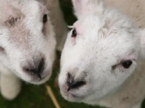 ハンプトン ホーム B&B スイーツ デ・コーフのホテル