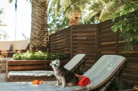 SunSquare Cape Town Gardens - pet friendly