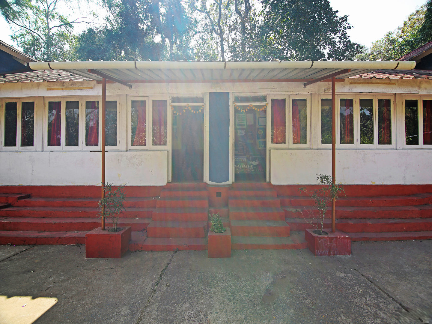 Garden Wild Flower Photo