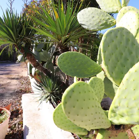 Negroamaro House Torre Santo Stefano Otranto