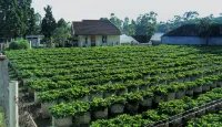 Villa Kayu Ciwidey