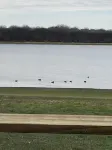 Lakehouse Birdwatcher Paradise