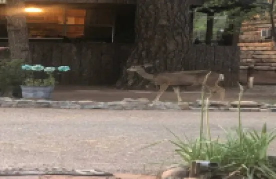 Ponderosa Cabins 104 N Laurel cabin 12