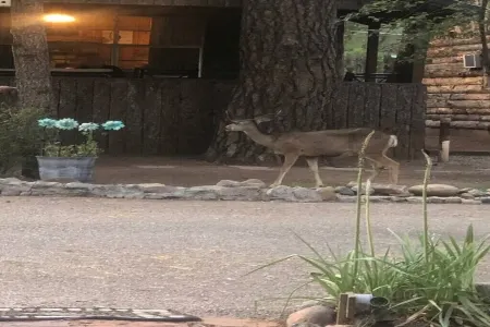 Ponderosa Cabins 104 N Laurel cabin 12