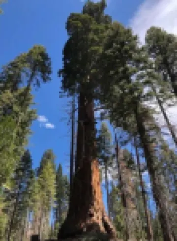 Isaaks Trails End Cabin Retreat in Pine Flat