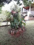 Ka Mario Guesthouse Hotels in 