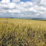 Aloney Habashan Guest Village Hotel a Merom Golan