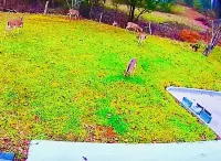 3-Bdrm Home on Large Property at Norris Lake. Pet Friendly!