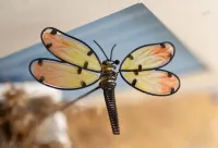 Caddis Cove at Dragonfly Flats