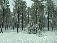 Ah Ho Pines Retreat - Pinetop Lakeside close to Rainbow Lake