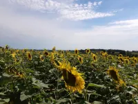 At the farm, at Marguerite's