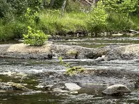 River Perch on the Cacapon: private home on 27 acres and 1200 ft of riverfront