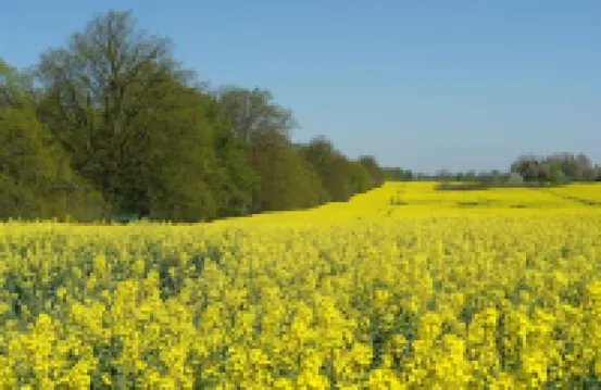 Modern, quiet apartment close to the beach on the outskirts of Binz with balcony