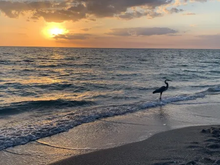 Oystercatcher at Shorebirds, Bikes and Kayaks 3 minutes walk to beach!