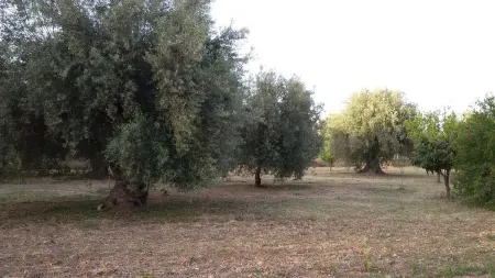 Dimore del Carrubo - open space with swimming pool