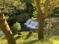 Casa vacanza La Cascata circondata da un fiume e due cascate