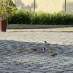 Beautiful Chalet in Olivença (Princess Earring)