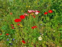 Cottage near Dartmoor with Hot Tub Hotels in Bovey Tracey