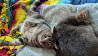 The One Cat B&B - 2-Star