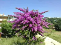 Le Acacie Rooms - ex B&B Hotels in San Martino in Pensilis
