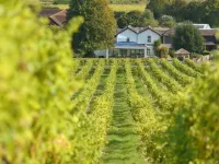 Denbies Vineyard Hotel Hotels in Dorking