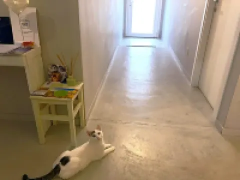マイリケー アフィッタカメレ