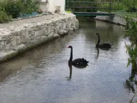 Les Cygnes Noirs