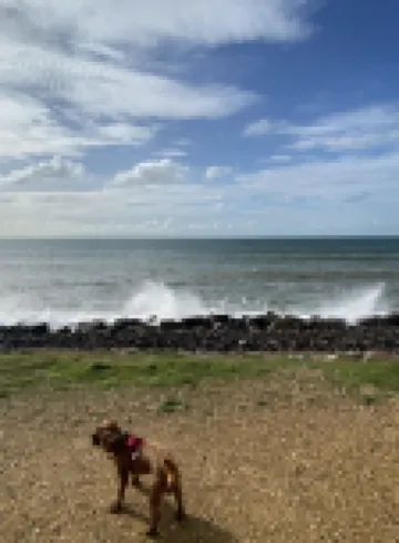 Coppice, Entire 1 bedroom annex, pet friendly. EV Charger. Hotels in Barton on Sea