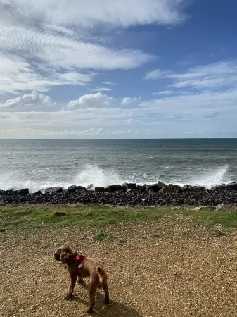 Coppice, Entire 1 bedroom annex, pet friendly. EV Charger.