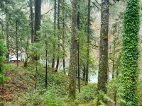 Up-River House on the McKenzie River