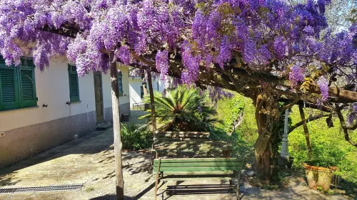 La Vivagna - Sea view house among the olive trees Hotels in Leivi